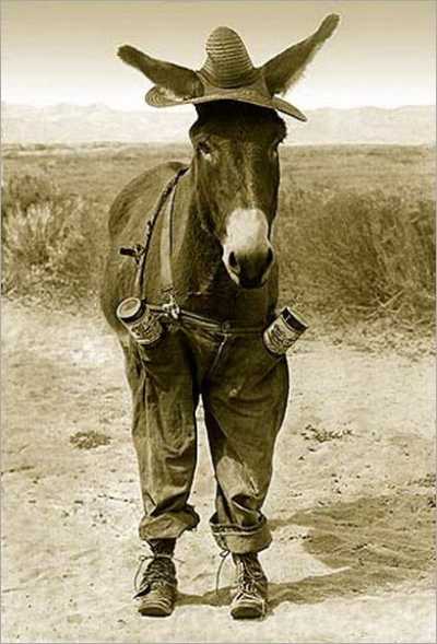 a-funny-donkey-or-a-cowboy.jpg